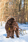 Newfoundland Dog with sled