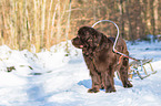 Newfoundland Dog with sled