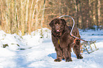 Newfoundland Dog with sled