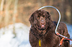 Newfoundland Dog with sled