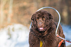 Newfoundland Dog with sled