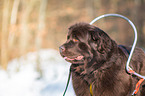 Newfoundland Dog with sled