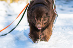 Newfoundland Dog with sled