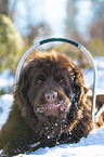 Newfoundland Dog with sled