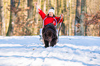 Newfoundland Dog with sled