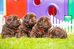 Newfoundland Dog Puppies