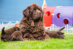 Newfoundland Dog mother with puppies