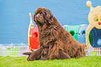 Newfoundland Dog mother with puppies