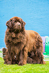 Newfoundland Dog mother with puppies