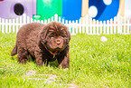 Newfoundland Dog Puppy