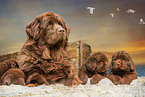 Newfoundland Dog mother with puppies