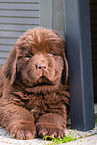 Newfoundland Dog Puppy