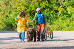 Newfoundland Dog at pull sport