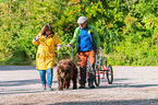 Newfoundland Dog at pull sport