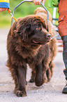 Newfoundland Dog at pull sport