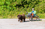 Newfoundland Dog at pull sport