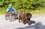 Newfoundland Dog at pull sport