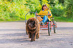 Newfoundland Dog at pull sport