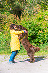 Newfoundland Dog at pull sport