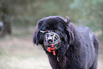 Newfoundland Dog