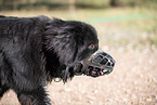 Newfoundland Dog