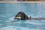 Newfoundland Dog