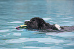 Newfoundland Dog