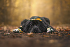 Newfoundland Dog