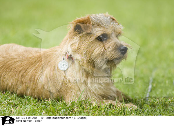 lying Norfolk Terrier / SST-01200