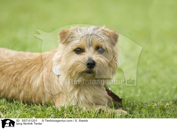 lying Norfolk Terrier / SST-01201