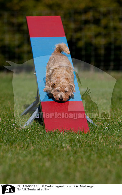 Norfolk Terrier beim Agility / Norfolk Terrier at agility / AM-03575