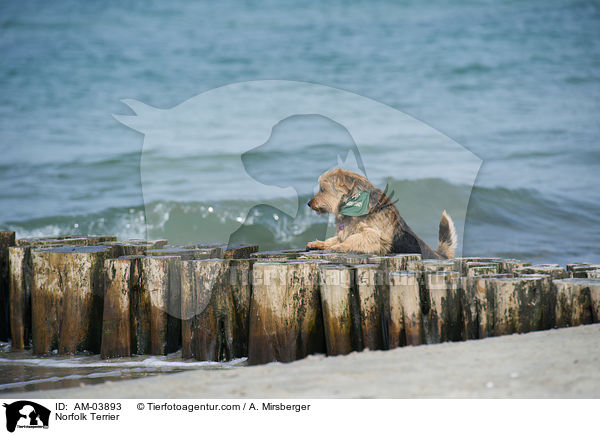Norfolk Terrier / AM-03893
