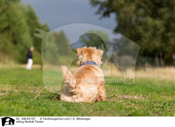 sitzender Norfolk Terrier / sitting Norfolk Terrier / AM-04197