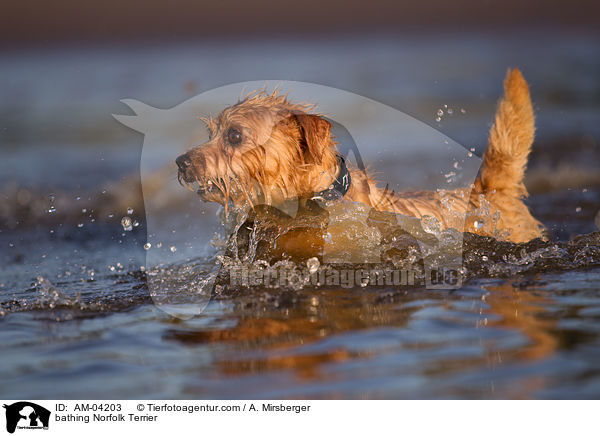 badender Norfolk Terrier / bathing Norfolk Terrier / AM-04203