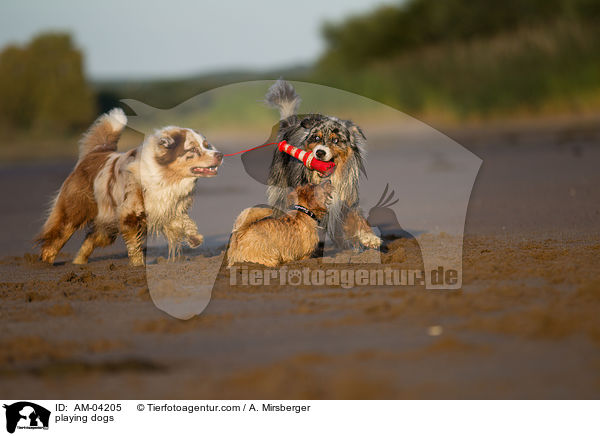 spielende Hunde / playing dogs / AM-04205