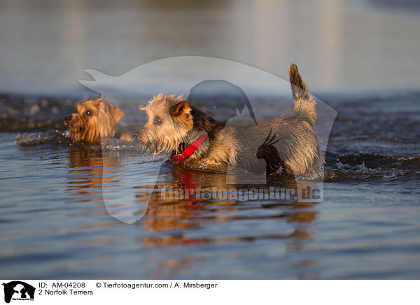 2 Norfolk Terriers / AM-04208