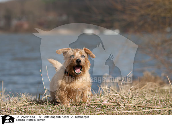 barking Norfolk Terrier / AM-04553