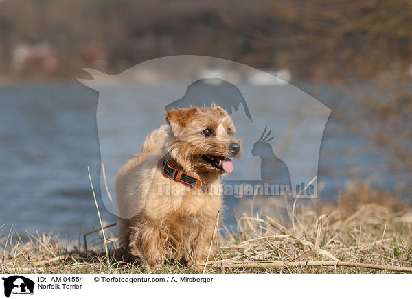Norfolk Terrier / Norfolk Terrier / AM-04554