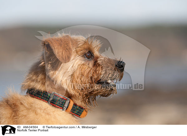 Norfolk Terrier Portrait / AM-04564