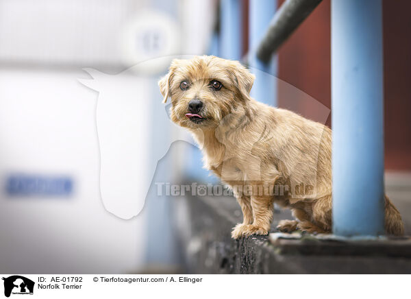 Norfolk Terrier / AE-01792
