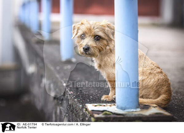 Norfolk Terrier / Norfolk Terrier / AE-01794