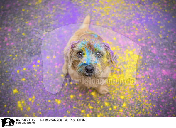 Norfolk Terrier / Norfolk Terrier / AE-01795