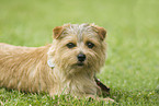 lying Norfolk Terrier