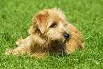 lying Norfolk Terrier