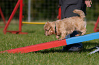 Norfolk Terrier at agility