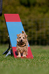 Norfolk Terrier at agility