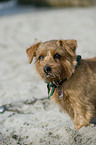 Norfolk Terrier