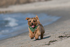 running Norfolk Terrier