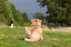 sitting Norfolk Terrier