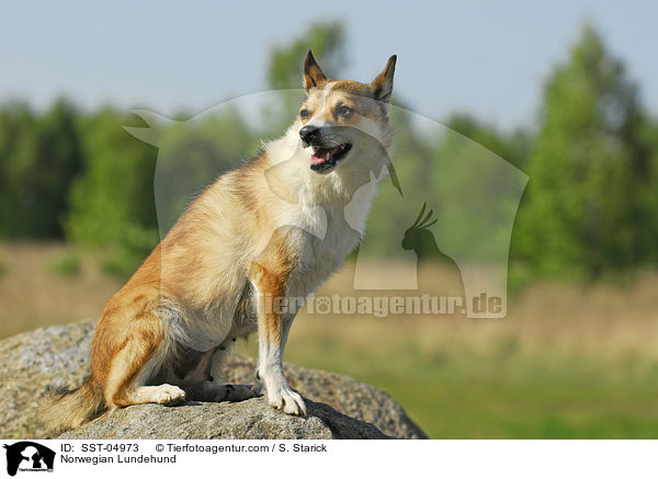 Norwegian Lundehund / SST-04973